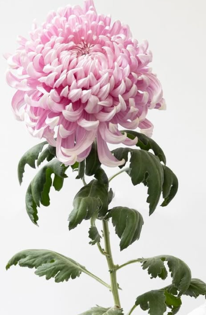 Chrysanthemum morifolium ’Momo oiran’ 100 Seeds