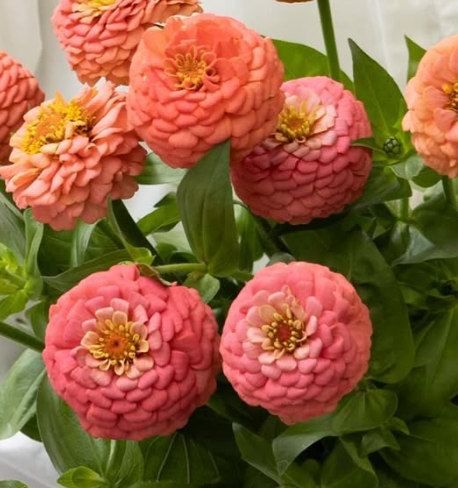 Zinnia elegans ’Oklahoma salmon’ 50 Seeds