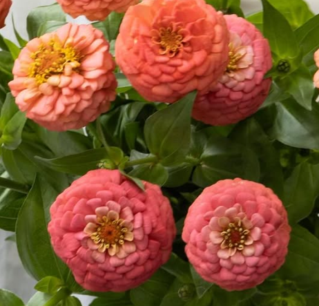 Zinnia elegans ’Oklahoma salmon’ 50 Seeds