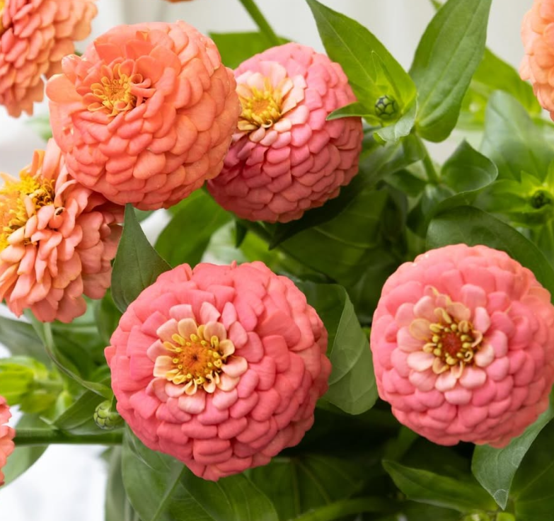 Zinnia elegans ’Oklahoma salmon’ 50 Seeds