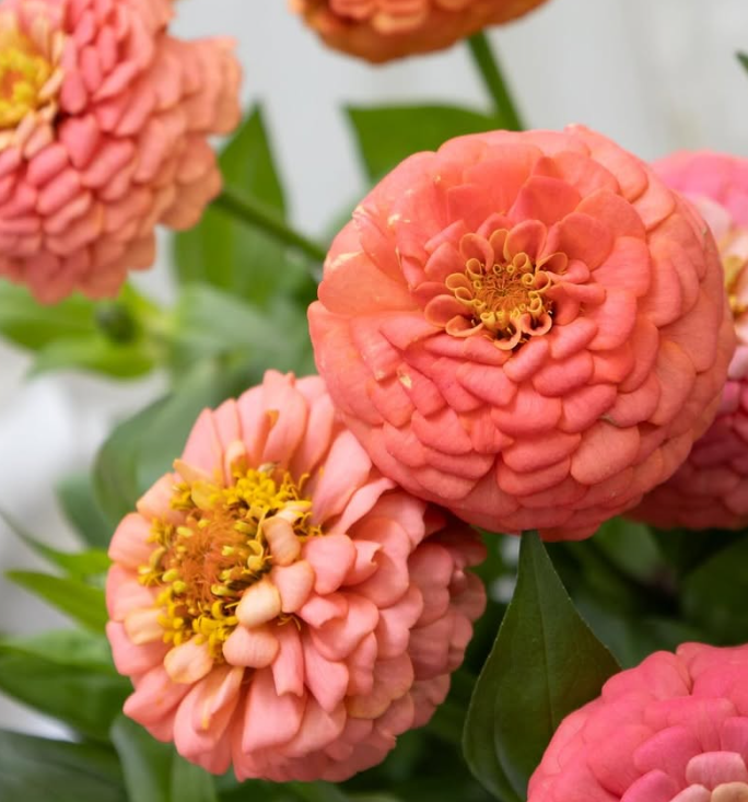 Zinnia elegans ’Oklahoma salmon’ 50 Seeds