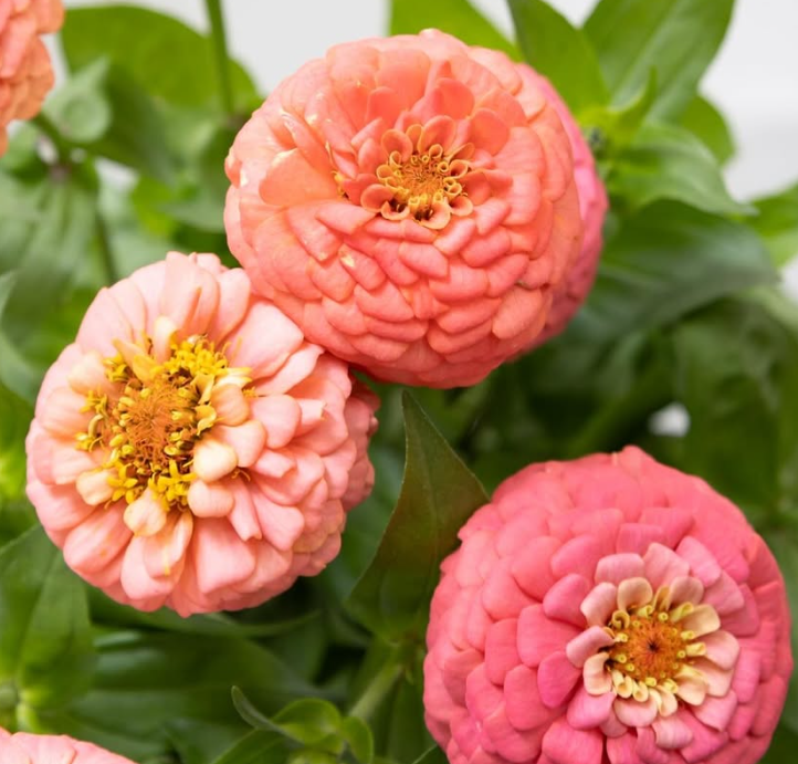 Zinnia elegans ’Oklahoma salmon’ 50 Seeds