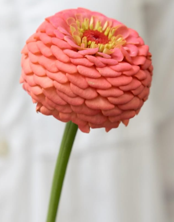Zinnia elegans ’Oklahoma salmon’ 50 Seeds