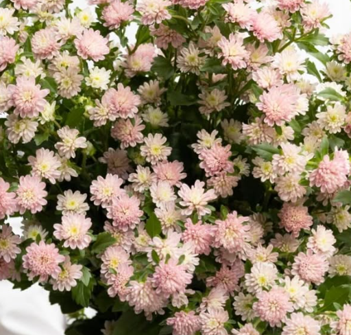 Callistephus chinensis ’Cocotte pink’ 30 Seeds