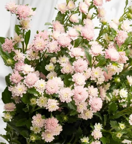 Callistephus chinensis ’Cocotte pink’ 30 Seeds