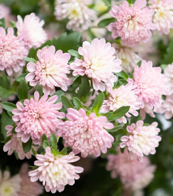 Callistephus chinensis ’Cocotte pink’ 30 Seeds