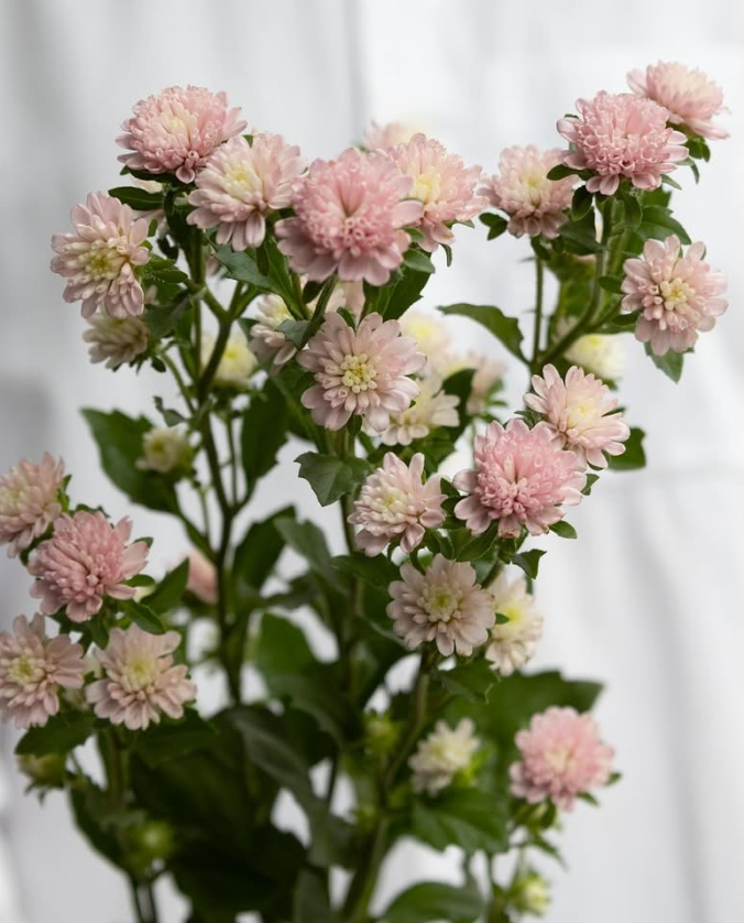 Callistephus chinensis ’Cocotte pink’ 30 Seeds