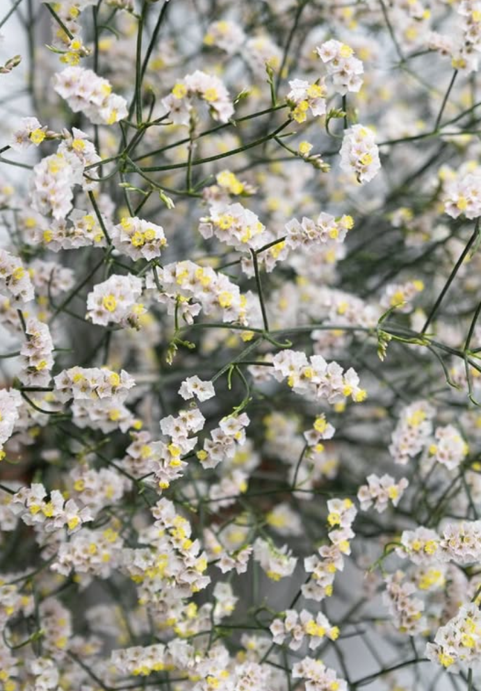 Limonium sinuatum ’Kino Maltese Pink’ 100 Seeds