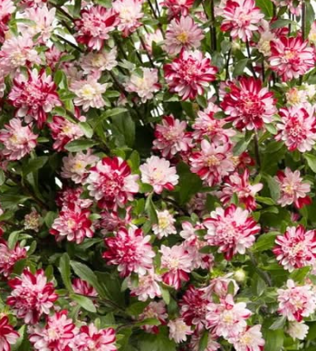 Callistephus chinensis ’Cocotte marble red’ 30 Seeds