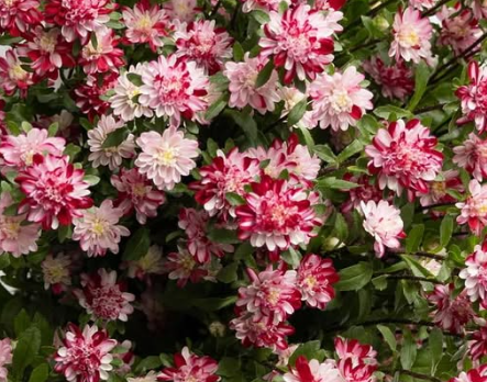 Callistephus chinensis ’Cocotte marble red’ 30 Seeds