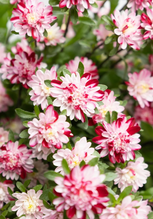 Callistephus chinensis ’Cocotte marble red’ 30 Seeds