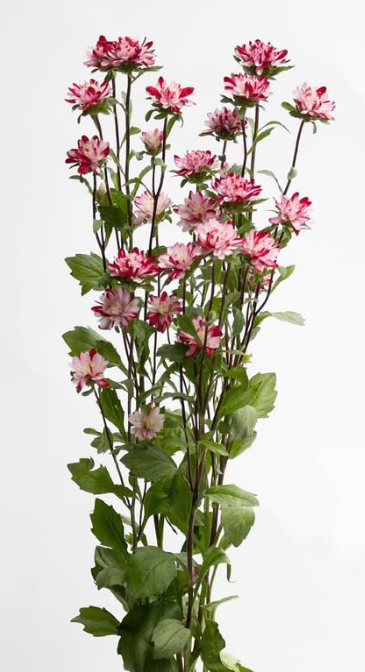 Callistephus chinensis ’Cocotte marble red’ 30 Seeds