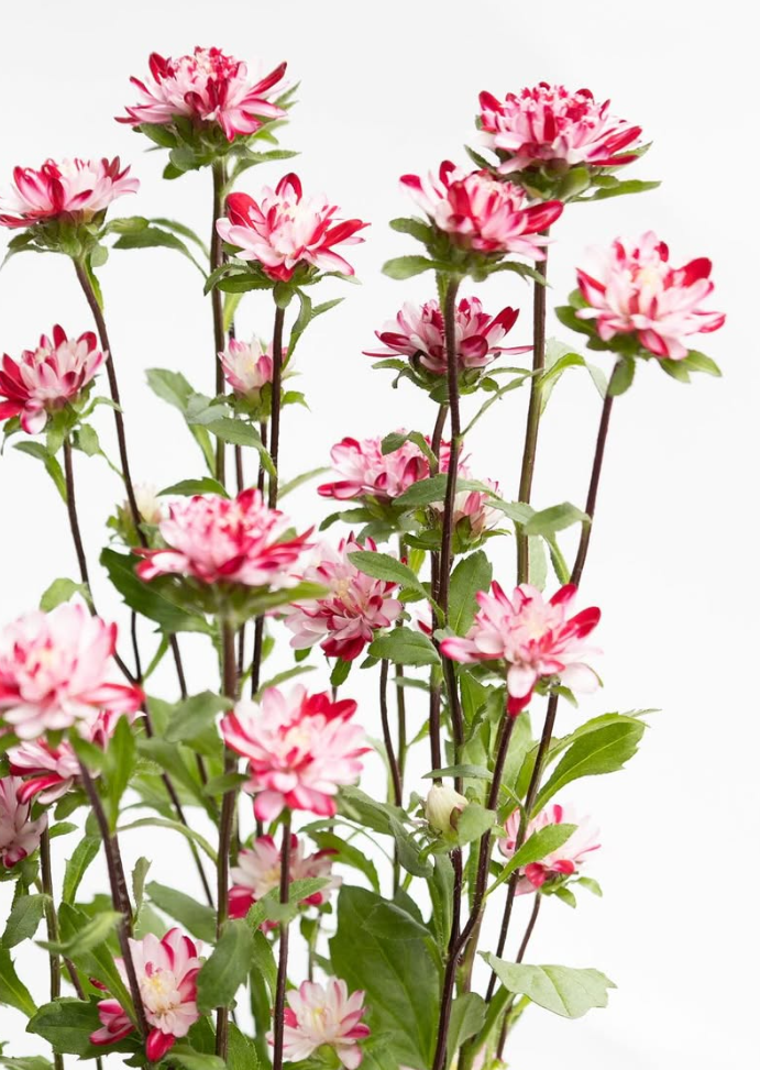 Callistephus chinensis ’Cocotte marble red’ 30 Seeds