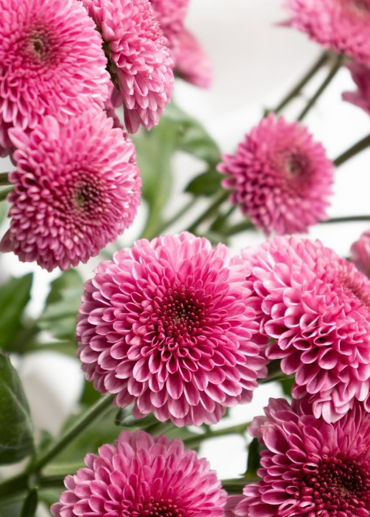 Chrysanthemum morifolium ’Drop shot red’ 100 Seeds