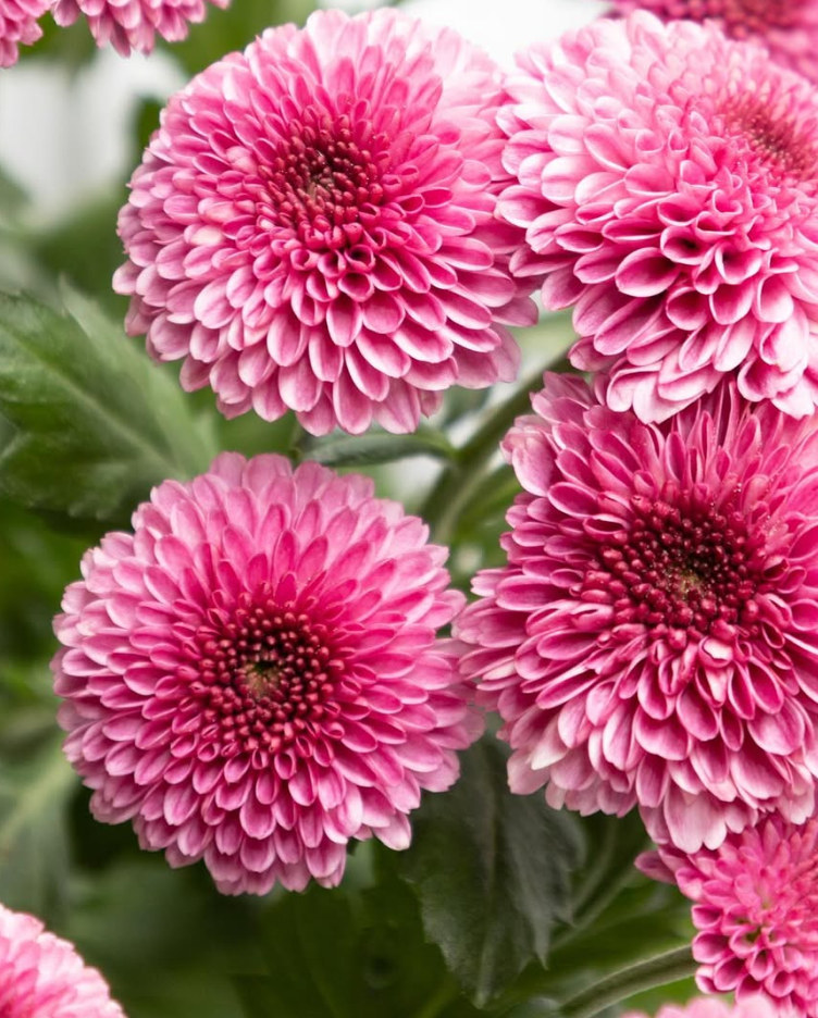 Chrysanthemum morifolium ’Drop shot red’ 100 Seeds
