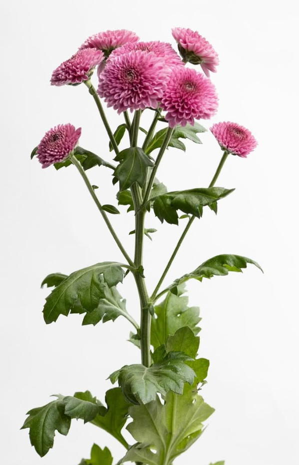 Chrysanthemum morifolium ’Drop shot red’ 100 Seeds
