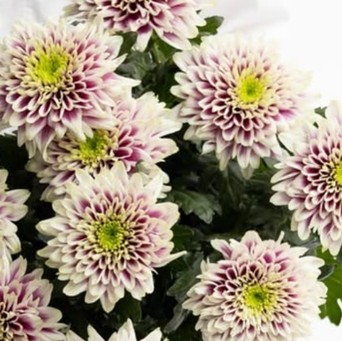 Chrysanthemum morifolium ’Enbu’ 100 Seeds