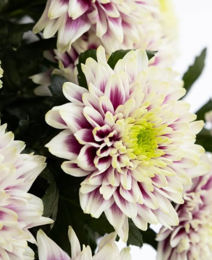 Chrysanthemum morifolium ’Enbu’ 100 Seeds