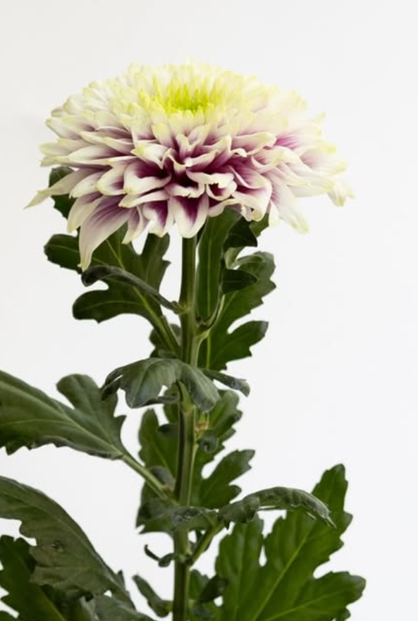 Chrysanthemum morifolium ’Enbu’ 100 Seeds