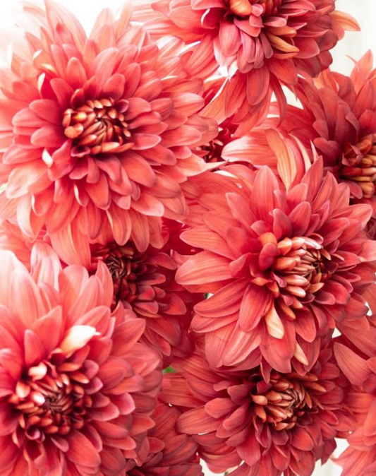 Chrysanthemum ’Flamme’ 100 Seeds