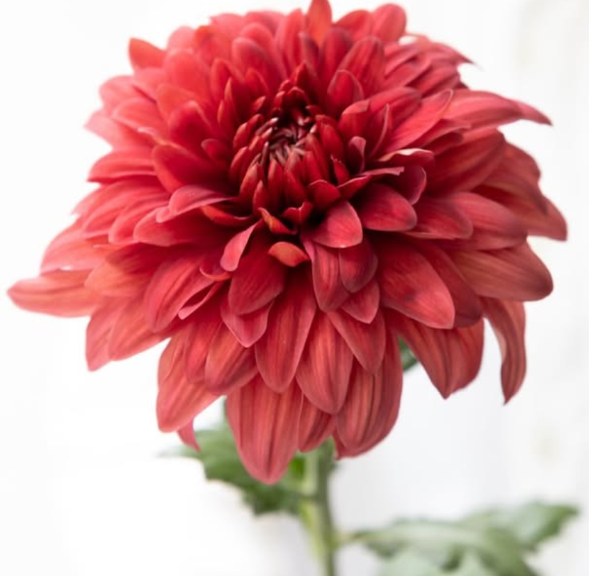 Chrysanthemum ’Flamme’ 100 Seeds