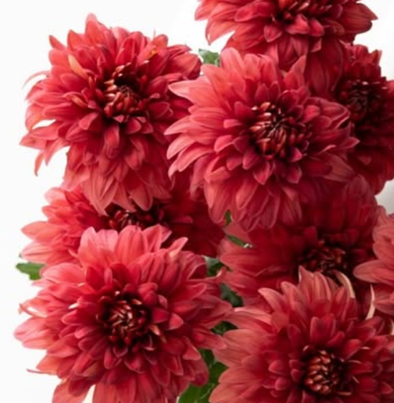 Chrysanthemum ’Flamme’ 100 Seeds