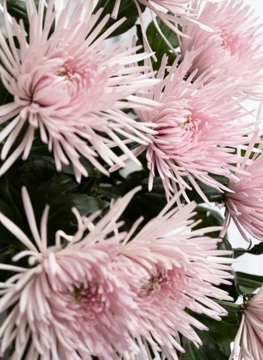 Chrysanthemum morifolium ’Capriole’ 100 Seeds