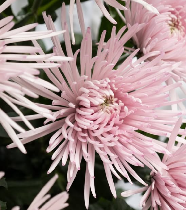 Chrysanthemum morifolium ’Capriole’ 100 Seeds