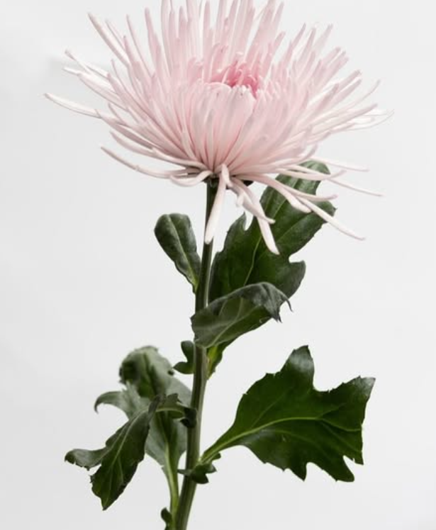 Chrysanthemum morifolium ’Capriole’ 100 Seeds