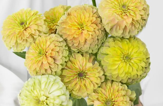 Zinnia elegans 'King pink lime' 50 Seeds