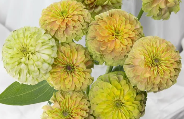 Zinnia elegans 'King pink lime' 50 Seeds