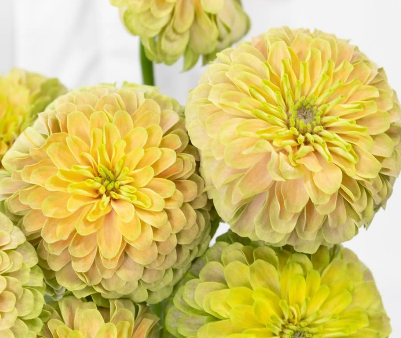 Zinnia elegans 'King pink lime' 50 Seeds