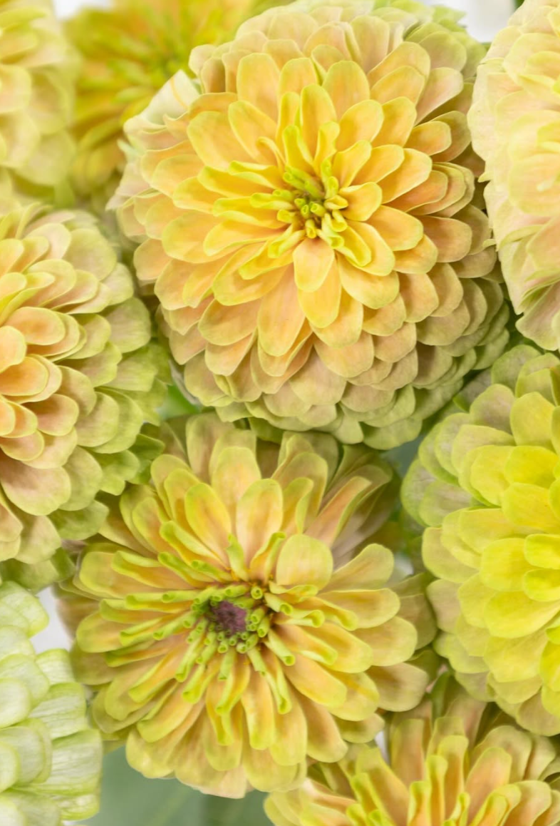 Zinnia elegans 'King pink lime' 50 Seeds