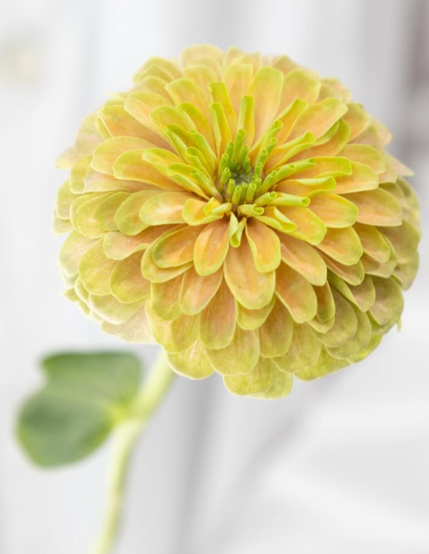 Zinnia elegans 'King pink lime' 50 Seeds