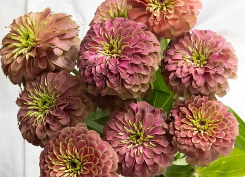 Zinnia elegans ’King red lime’ 50 Seeds