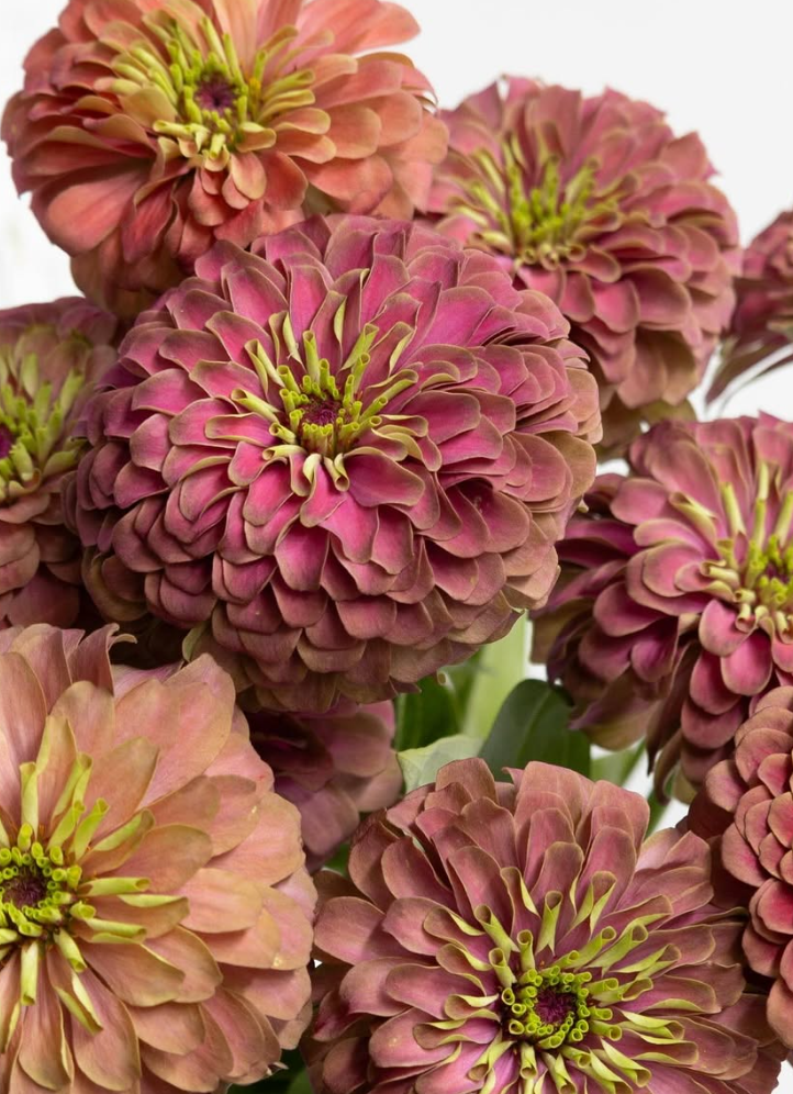 Zinnia elegans ’King red lime’ 50 Seeds