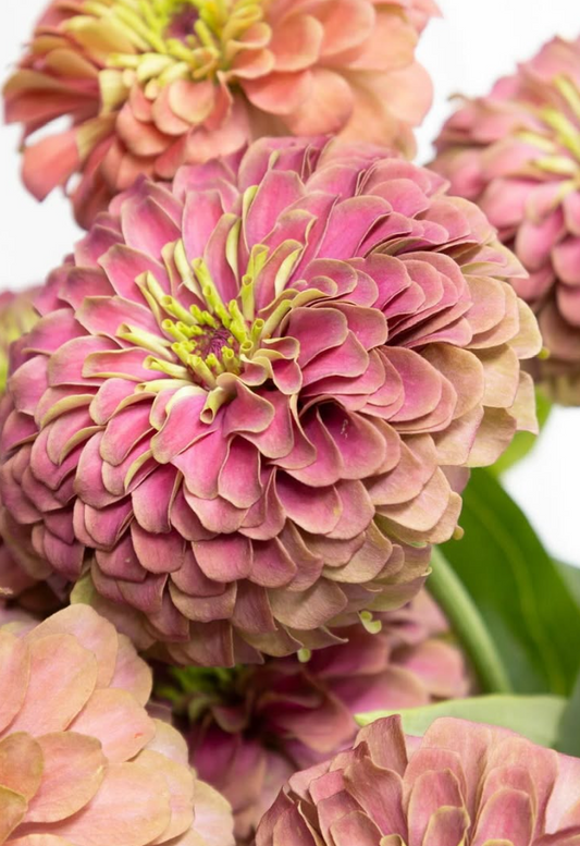 Zinnia elegans ’King red lime’ 50 Seeds