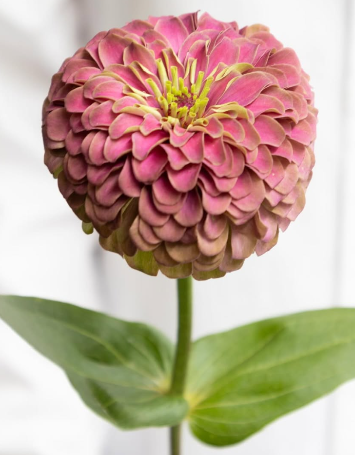 Zinnia elegans ’King red lime’ 50 Seeds
