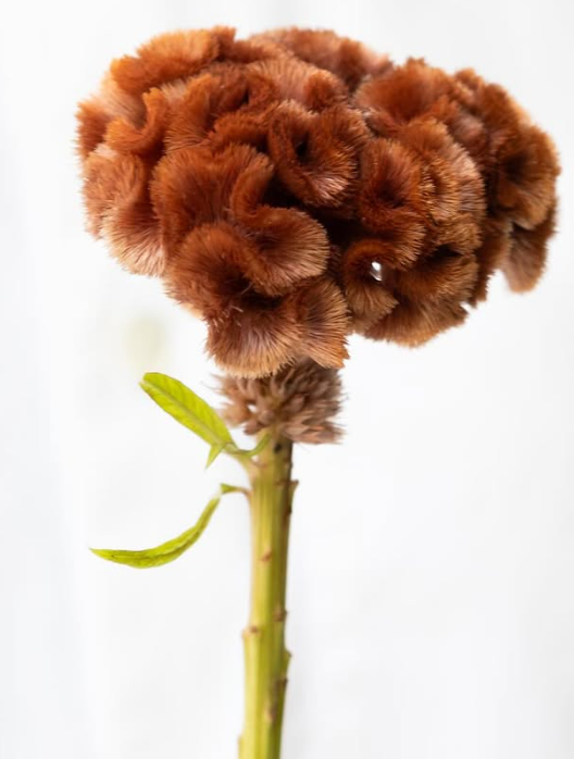 Celosia argentea ‘Kurokaki’ 60 Seeds