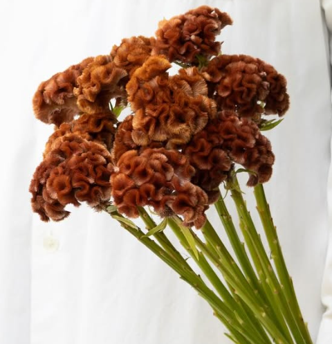 Celosia argentea ‘Kurokaki’ 60 Seeds