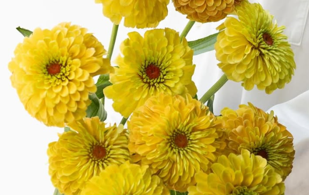 Zinnia elegans ’King lemon peach’ 50 Seeds