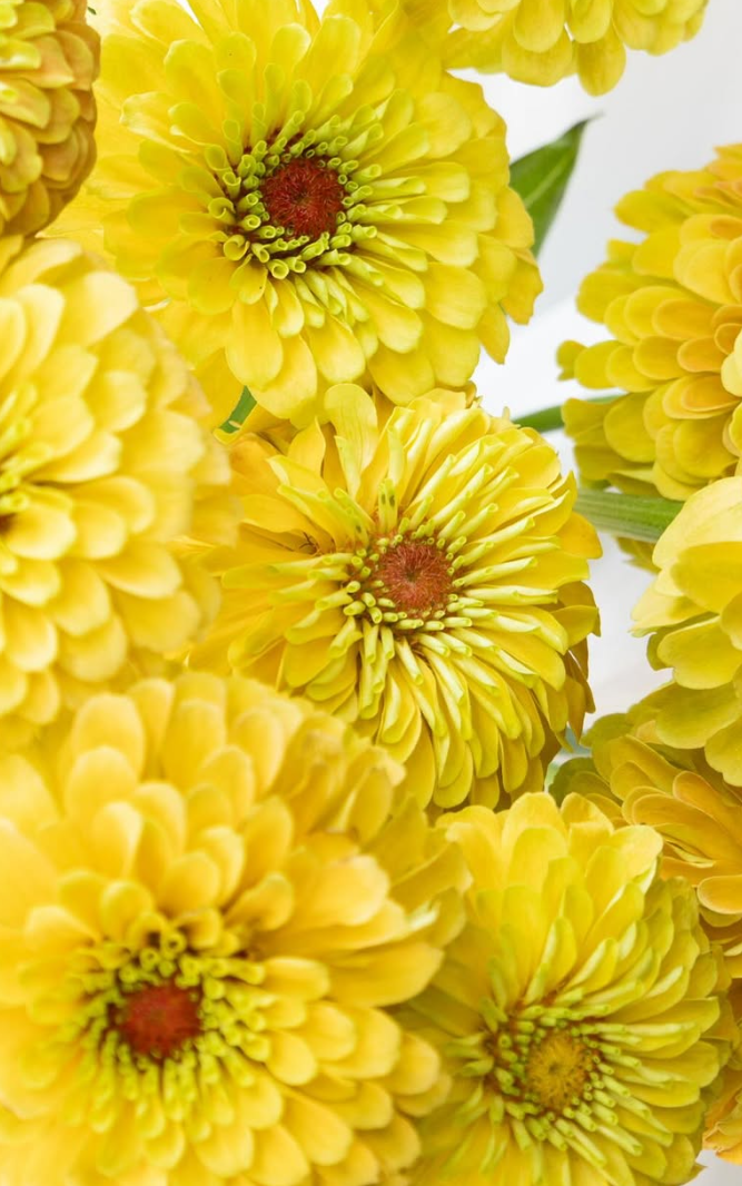 Zinnia elegans ’King lemon peach’ 50 Seeds