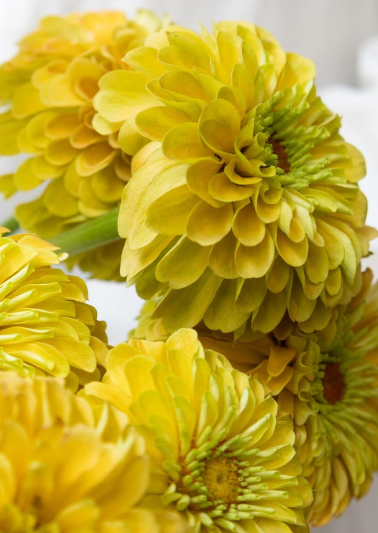 Zinnia elegans ’King lemon peach’ 50 Seeds