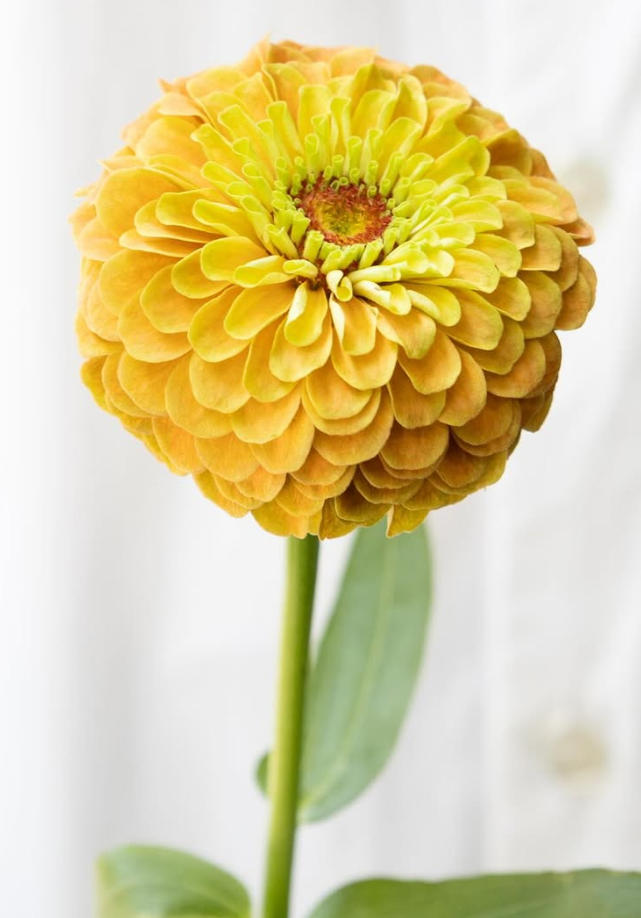 Zinnia elegans ’King lemon peach’ 50 Seeds