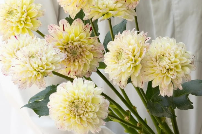 Dahlia ’Cracker’ 100 Seeds