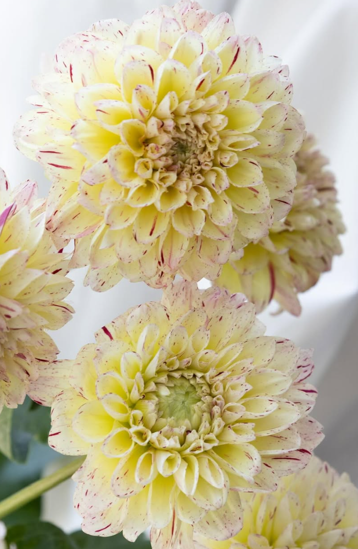 Dahlia ’Cracker’ 100 Seeds
