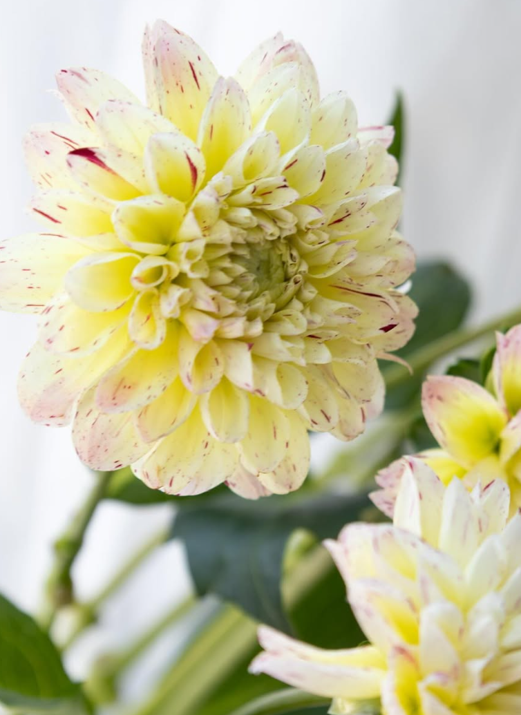 Dahlia ’Cracker’ 100 Seeds