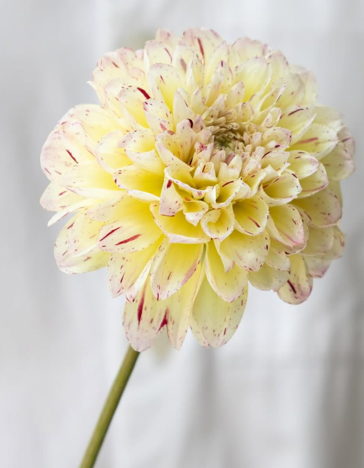 Dahlia ’Cracker’ 100 Seeds