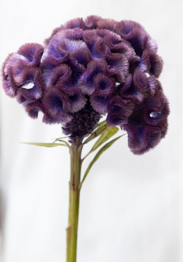 Celosia cristata ’Fuji’ 60 Seeds