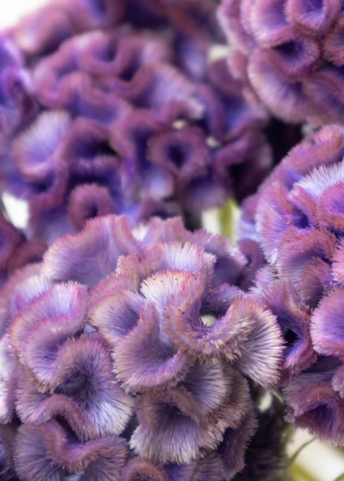 Celosia cristata ’Fuji’ 60 Seeds